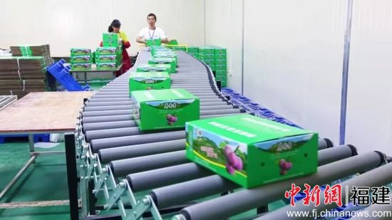 “屏南李”生产线。甘棠乡 供图 “屏南李”生产线。甘棠乡 供图