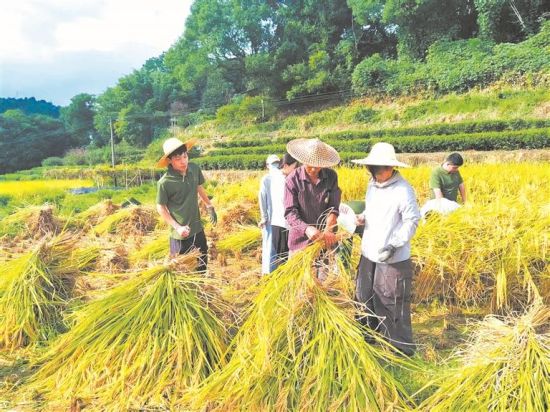 年轻干部在农户指导下收割稻谷 年轻干部在农户指导下收割稻谷