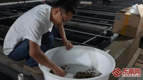 察看海胆苗。霞浦县融媒体中心 供图 察看海胆苗。霞浦县融媒体中心 供图