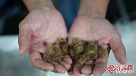 即将投入控温育苗池中的海胆苗。霞浦县融媒体中心 供图 即将投入控温育苗池中的海胆苗。霞浦县融媒体中心 供图