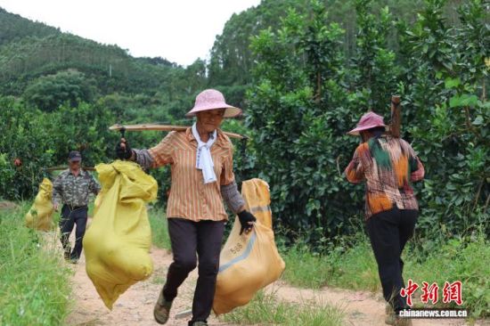 ¹ûÅ©ÕýÔÚ°áÔËÃÛèÖ£¬Ìï¼äÃÖÂþ×Å·áÊÕµÄϲÔᣳ¤Ì©ÇøÈÚýÌåÖÐÐĹ©Í¼ ¹ûÅ©ÕýÔÚ°áÔËÃÛèÖ£¬Ìï¼äÃÖÂþ×Å·áÊÕµÄϲÔᣳ¤Ì©ÇøÈÚýÌåÖÐÐĹ©Í¼