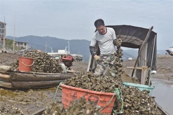 海蛎丰收 海蛎丰收