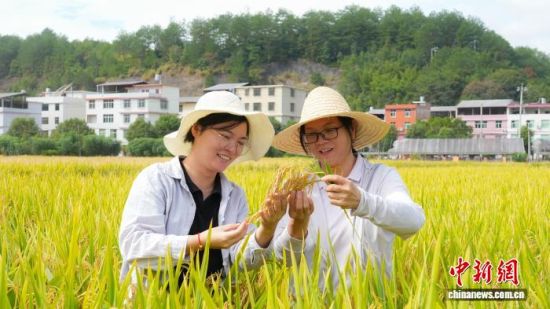 连日来,永定区农业农村局联合相关乡镇乡村振兴服务中心开展永定区2025年粮食产能区项目测产验收工作。永定区融媒体中心供图 连日来,永定区农业农村局联合相关乡镇乡村振兴服务中心开展永定区2025年粮食产能区项目测产验收工作。永定区融媒体中心供图