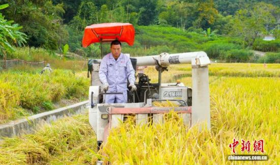 现场随机选取三块田块,对一季晚稻种植品种泰两优金丝苗,开展田间实收、现场称重、谷粒含水量检测等流程。永定区融媒体中心供图 现场随机选取三块田块,对一季晚稻种植品种泰两优金丝苗,开展田间实收、现场称重、谷粒含水量检测等流程。永定区融媒体中心供图