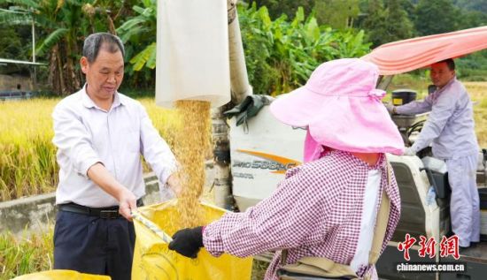 现场随机选取三块田块,对一季晚稻种植品种泰两优金丝苗,开展田间实收、现场称重、谷粒含水量检测等流程。永定区融媒体中心供图 现场随机选取三块田块,对一季晚稻种植品种泰两优金丝苗,开展田间实收、现场称重、谷粒含水量检测等流程。永定区融媒体中心供图