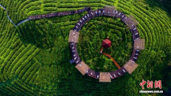 ͼΪ´óÌïÏØÆÁɽÏç´óÏÉ·å²èÃÀÈË4A¾°Çø¡£ËÕ½ú¶ÍÉã ͼΪ´óÌïÏØÆÁɽÏç´óÏÉ·å²èÃÀÈË4A¾°Çø¡£ËÕ½ú¶ÍÉã