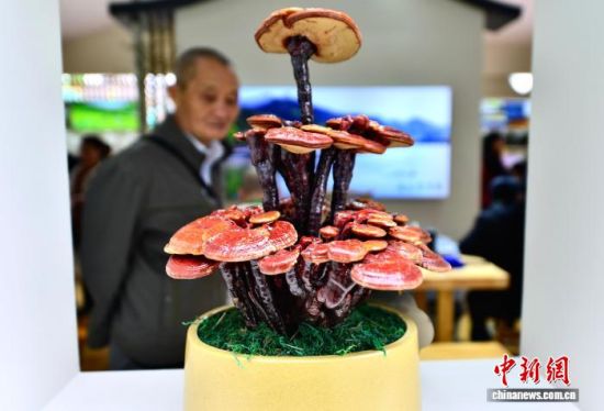 图为展会上企业展示种植的即可以食用又可以当作盆栽的灵芝。中新社记者 张斌 摄 图为展会上企业展示种植的即可以食用又可以当作盆栽的灵芝。中新社记者 张斌 摄