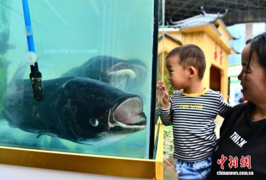 图为展示的三明大金湖有机鱼吸引小朋友。中新社记者 张斌 摄 图为展示的三明大金湖有机鱼吸引小朋友。中新社记者 张斌 摄