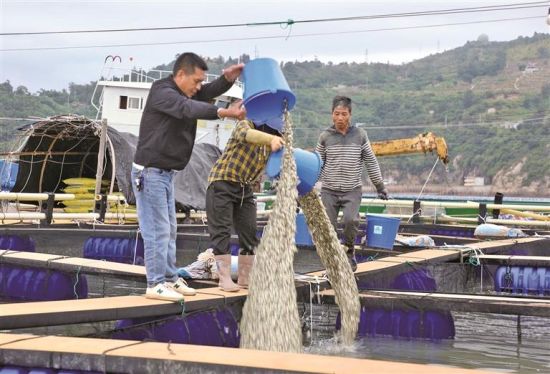 投放鱼苗 投放鱼苗