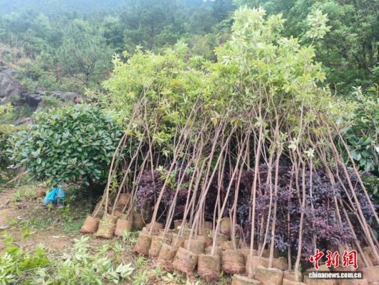 èÏÈÙÏØÔìÁÖÂÌ»¯¹¤×÷ÏÖ³¡¡£¡¡èÏÈÙÏØÁÖÒµ¾Ö ¹©Í¼ èÏÈÙÏØÔìÁÖÂÌ»¯¹¤×÷ÏÖ³¡¡£¡¡èÏÈÙÏØÁÖÒµ¾Ö ¹©Í¼