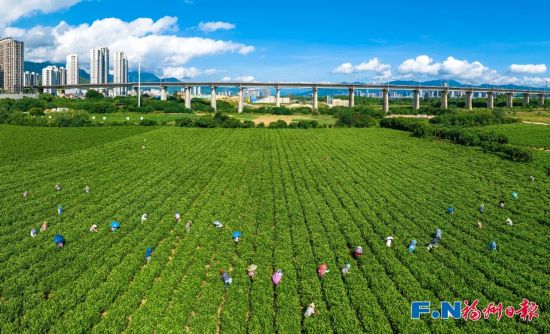 林双伟 摄 林双伟 摄