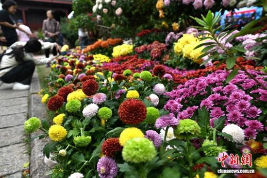 11ÔÂ7ÈÕ£¬ÊÐÃñ¡¢ÓοÍÔÚ¸£ÖÝÎ÷ºþ¹«Ô°²Î¹Û¾Õ»¨Õ¹¡£ÖÐÐÂÉç¼ÇÕß ÂÀÃ÷ Éã 11ÔÂ7ÈÕ£¬ÊÐÃñ¡¢ÓοÍÔÚ¸£ÖÝÎ÷ºþ¹«Ô°²Î¹Û¾Õ»¨Õ¹¡£ÖÐÐÂÉç¼ÇÕß ÂÀÃ÷ Éã