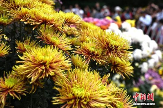 11ÔÂ7ÈÕ£¬ÊÐÃñ¡¢ÓοÍÔÚ¸£ÖÝÎ÷ºþ¹«Ô°²Î¹Û¾Õ»¨Õ¹¡£ÖÐÐÂÉç¼ÇÕß ÂÀÃ÷ Éã 11ÔÂ7ÈÕ£¬ÊÐÃñ¡¢ÓοÍÔÚ¸£ÖÝÎ÷ºþ¹«Ô°²Î¹Û¾Õ»¨Õ¹¡£ÖÐÐÂÉç¼ÇÕß ÂÀÃ÷ Éã