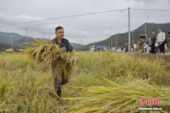 图为收割稻子比赛现场。朱城铖 摄 图为收割稻子比赛现场。朱城铖 摄