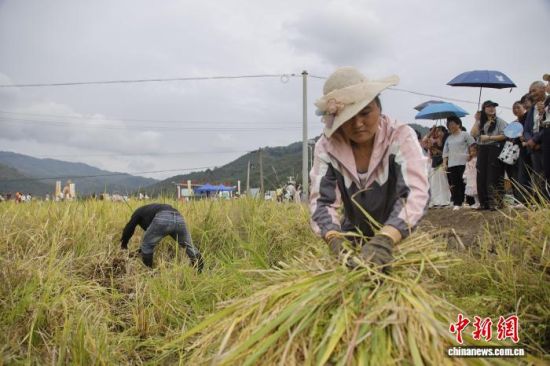 图为收割稻子比赛现场。朱城铖 摄 图为收割稻子比赛现场。朱城铖 摄