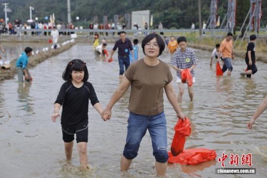 图为抓稻花鱼亲子赛全家齐上阵。朱城铖 摄 图为抓稻花鱼亲子赛全家齐上阵。朱城铖 摄