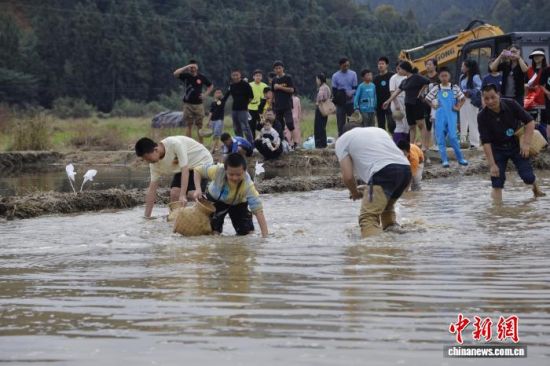 图为抓稻花鱼亲子赛全家齐上阵。朱城铖 摄 图为抓稻花鱼亲子赛全家齐上阵。朱城铖 摄