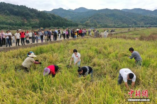 图为收割稻子比赛现场。朱城铖 摄 图为收割稻子比赛现场。朱城铖 摄