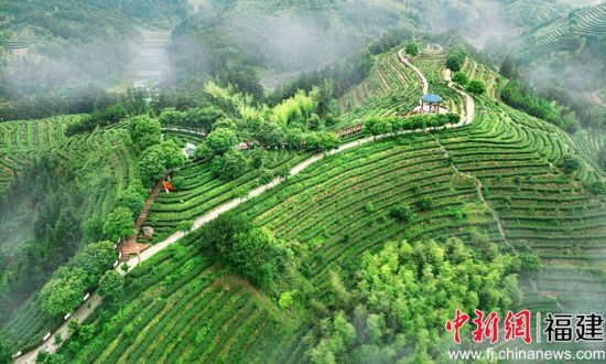 ¹ãƽÕòÎåÁúɽ²èÔ°¾°Çø¡£ Áõ¶¬´º Éã ¹ãÆ½ÕòÎåÁúɽ²èÔ°¾°Çø¡£ Áõ¶¬´º Éã