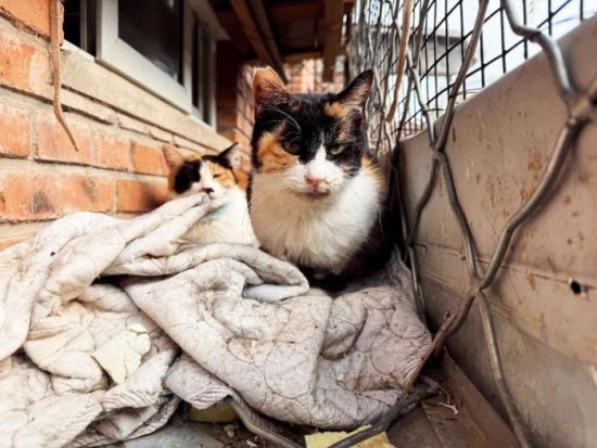 ¾ÈÖúÈËÕչ˵ÄѪèÏÖ×´¡£ÔÚËý¿´À´£¬ËüÃÇȱ·¦·´¿¹ºÍÔ˶¯ÄÜÁ¦¡£ÉãÓ°/±¾¿¯¼ÇÕß ÍõÊ«º ¾ÈÖúÈËÕչ˵ÄѪèÏÖ×´¡£ÔÚËý¿´À´£¬ËüÃÇȱ·¦·´¿¹ºÍÔ˶¯ÄÜÁ¦¡£ÉãÓ°/±¾¿¯¼ÇÕß ÍõÊ«º