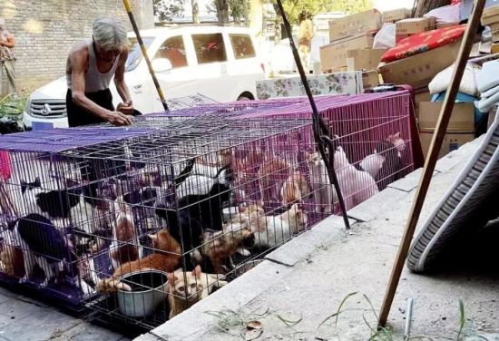 ±±¾©Ò»Ãû¾ÈÖúÈËÅÄÉãµ½Ò»Î»ÑøÖ³»§ÔÚÁý×ÓÀïÑøÁË40¶àֻ裬ºó·¢ÏÖÕâÅúè±»ÓÃÓÚ³éѪ¡£Í¼/ÊÜ·ÃÕßÌṩ ±±¾©Ò»Ãû¾ÈÖúÈËÅÄÉãµ½Ò»Î»ÑøÖ³»§ÔÚÁý×ÓÀïÑøÁË40¶àֻ裬ºó·¢ÏÖÕâÅúè±»ÓÃÓÚ³éѪ¡£Í¼/ÊÜ·ÃÕßÌṩ