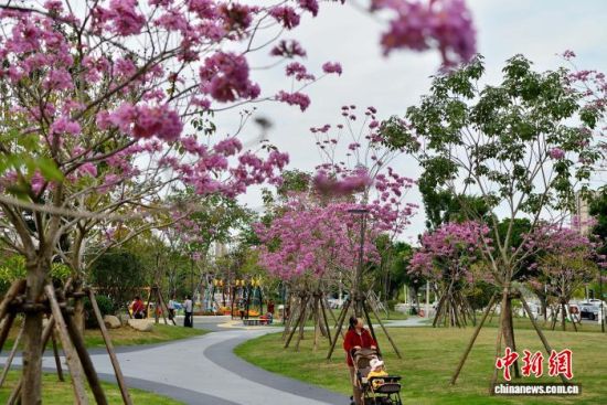 11月19日,在福建福州福新东路的口袋公园内,紫花风铃木进入盛花期,紫色的花朵将冬日的公园装扮的如梦如幻,成为城市一景。中新社记者 张斌 摄 11月19日,在福建福州福新东路的口袋公园内,紫花风铃木进入盛花期,紫色的花朵将冬日的公园装扮的如梦如幻,成为城市一景。中新社记者 张斌 摄