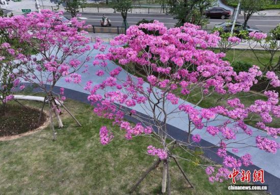 11月19日,在福建福州福新东路的口袋公园内,紫花风铃木进入盛花期,紫色的花朵将冬日的公园装扮的如梦如幻,成为城市一景。(无人机照片)中新社记者 张斌 摄 11月19日,在福建福州福新东路的口袋公园内,紫花风铃木进入盛花期,紫色的花朵将冬日的公园装扮的如梦如幻,成为城市一景。(无人机照片)中新社记者 张斌 摄