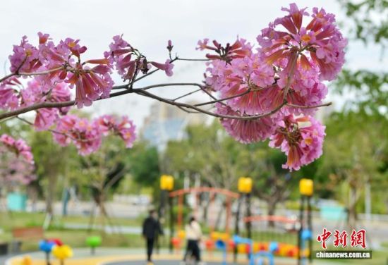 11月19日,在福建福州福新东路的口袋公园内,紫花风铃木进入盛花期,紫色的花朵将冬日的公园装扮的如梦如幻,成为城市一景。中新社记者 张斌 摄 11月19日,在福建福州福新东路的口袋公园内,紫花风铃木进入盛花期,紫色的花朵将冬日的公园装扮的如梦如幻,成为城市一景。中新社记者 张斌 摄