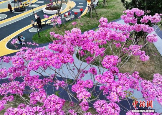 11月19日,在福建福州福新东路的口袋公园内,紫花风铃木进入盛花期,紫色的花朵将冬日的公园装扮的如梦如幻,成为城市一景。(无人机照片)中新社记者 张斌 摄 11月19日,在福建福州福新东路的口袋公园内,紫花风铃木进入盛花期,紫色的花朵将冬日的公园装扮的如梦如幻,成为城市一景。(无人机照片)中新社记者 张斌 摄