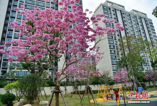 11月19日,在福建福州福新东路的口袋公园内,紫花风铃木进入盛花期,紫色的花朵将冬日的公园装扮的如梦如幻,成为城市一景。中新社记者 张斌 摄 11月19日,在福建福州福新东路的口袋公园内,紫花风铃木进入盛花期,紫色的花朵将冬日的公园装扮的如梦如幻,成为城市一景。中新社记者 张斌 摄