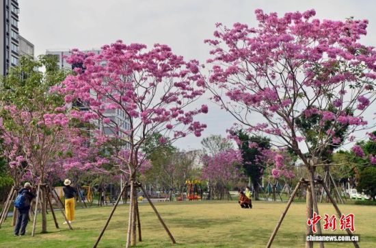 11月19日,在福建福州福新东路的口袋公园内,紫花风铃木进入盛花期,紫色的花朵将冬日的公园装扮的如梦如幻,成为城市一景。中新社记者 张斌 摄 11月19日,在福建福州福新东路的口袋公园内,紫花风铃木进入盛花期,紫色的花朵将冬日的公园装扮的如梦如幻,成为城市一景。中新社记者 张斌 摄