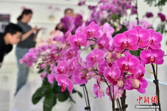 图为11月22日,龙潭镇蝴蝶兰综合展示中心展示的蝴蝶兰吸引参观者。中新社记者 张斌 摄 图为11月22日,龙潭镇蝴蝶兰综合展示中心展示的蝴蝶兰吸引参观者。中新社记者 张斌 摄