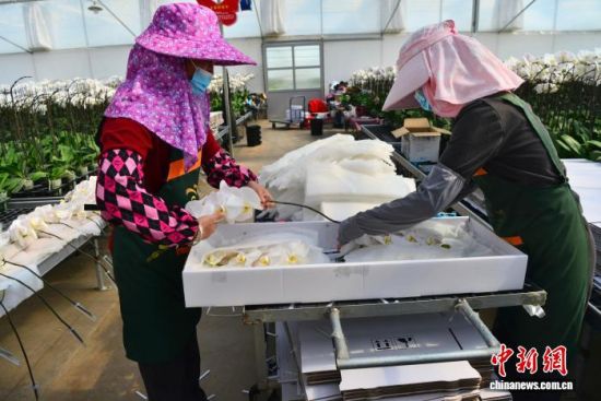 图为11月22日,花农在龙潭镇蝴蝶兰基地打包鲜切蝴蝶兰。中新社记者 张斌 摄 图为11月22日,花农在龙潭镇蝴蝶兰基地打包鲜切蝴蝶兰。中新社记者 张斌 摄