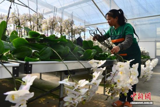 图为11月22日,花农在龙潭镇蝴蝶兰基地整理刚剪切的鲜切蝴蝶兰。中新社记者 张斌 摄 图为11月22日,花农在龙潭镇蝴蝶兰基地整理刚剪切的鲜切蝴蝶兰。中新社记者 张斌 摄