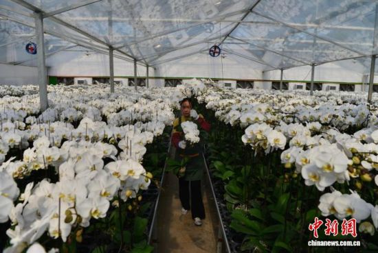 图为11月22日,花农在龙潭镇蝴蝶兰基地挑选蝴蝶兰。中新社记者 张斌 摄 图为11月22日,花农在龙潭镇蝴蝶兰基地挑选蝴蝶兰。中新社记者 张斌 摄