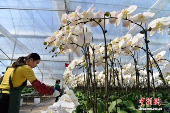 图为11月22日,花农在龙潭镇蝴蝶兰基地整理刚剪切的鲜切蝴蝶兰。中新社记者 张斌 摄 图为11月22日,花农在龙潭镇蝴蝶兰基地整理刚剪切的鲜切蝴蝶兰。中新社记者 张斌 摄