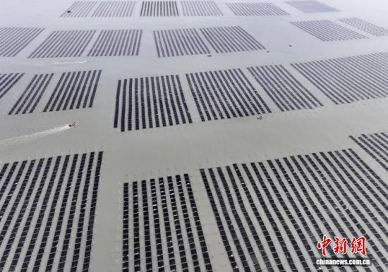 图为11月27日,种植户驾驶船只行驶在紫菜种植区,前往收割紫菜。(无人机照片)中新社记者 张斌 摄 图为11月27日,种植户驾驶船只行驶在紫菜种植区,前往收割紫菜。(无人机照片)中新社记者 张斌 摄