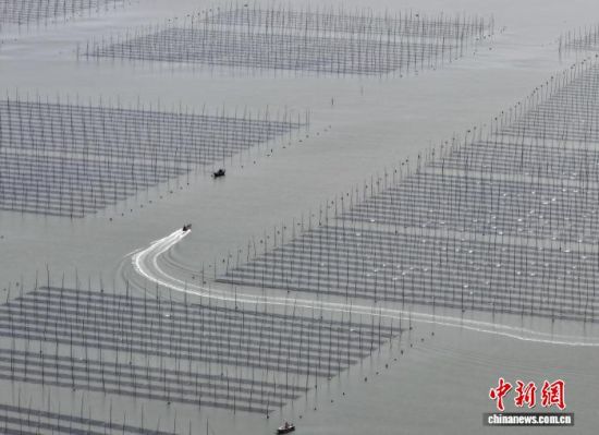 图为11月27日,种植户驾驶船只行驶在紫菜种植区,前往收割紫菜。(无人机照片)中新社记者 张斌 摄 图为11月27日,种植户驾驶船只行驶在紫菜种植区,前往收割紫菜。(无人机照片)中新社记者 张斌 摄