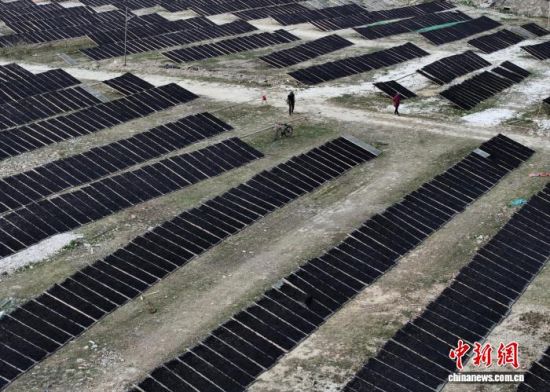 图为11月27日,一处晾晒场正在晾晒中的紫菜。(无人机照片)中新社记者 张斌 摄 图为11月27日,一处晾晒场正在晾晒中的紫菜。(无人机照片)中新社记者 张斌 摄