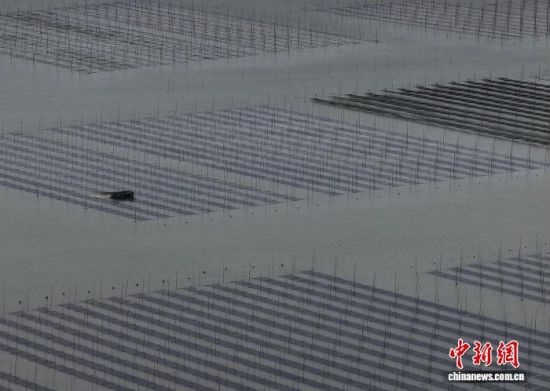 图为11月27日,种植户驾着紫菜收割船在紫菜种植区收割紫菜。(无人机照片)中新社记者 张斌 摄 图为11月27日,种植户驾着紫菜收割船在紫菜种植区收割紫菜。(无人机照片)中新社记者 张斌 摄