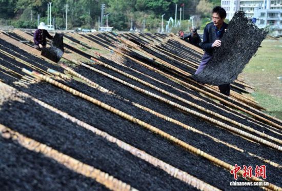 图为11月27日,种植户在晾晒场整理晾晒的紫菜。中新社记者 张斌 摄 图为11月27日,种植户在晾晒场整理晾晒的紫菜。中新社记者 张斌 摄