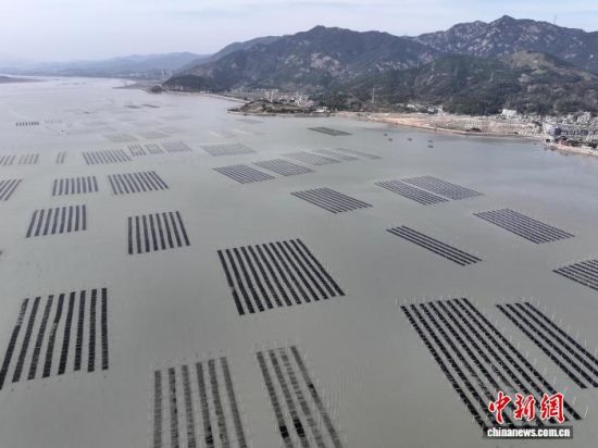 图为11月27日,无人机拍摄的“海上农场”紫菜种植区。(无人机照片)中新社记者 张斌 摄 图为11月27日,无人机拍摄的“海上农场”紫菜种植区。(无人机照片)中新社记者 张斌 摄