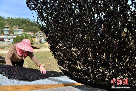 图为11月27日,种植户给正在晾晒中的紫菜翻面。中新社记者 张斌 摄 图为11月27日,种植户给正在晾晒中的紫菜翻面。中新社记者 张斌 摄