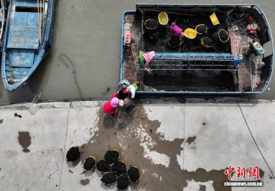 图为11月27日,紫菜种植户在码头装运刚采收的新鲜紫菜。(无人机照片)中新社记者 张斌 摄 图为11月27日,紫菜种植户在码头装运刚采收的新鲜紫菜。(无人机照片)中新社记者 张斌 摄