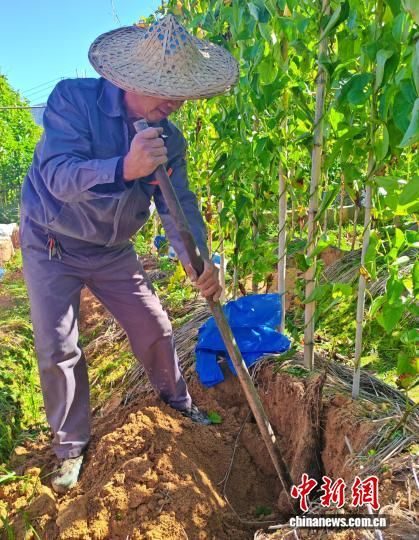 11月16日,柘荣县举办富溪镇第四届糯米薯采挖节。图为薯农采挖糯米薯。张亦峰 摄 11月16日,柘荣县举办富溪镇第四届糯米薯采挖节。图为薯农采挖糯米薯。张亦峰 摄