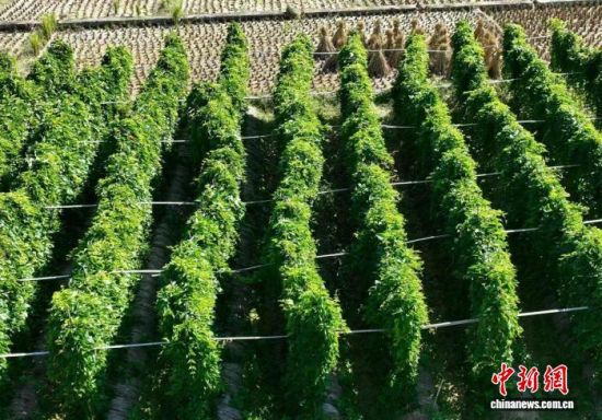 10月16日,富溪镇前宅村连片的薯藤攀援竹架,绿意盎然。刘方铃 摄 10月16日,富溪镇前宅村连片的薯藤攀援竹架,绿意盎然。刘方铃 摄