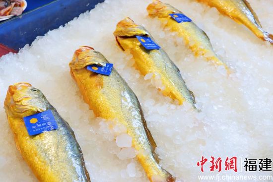 ͼΪÏÖ³¡Õ¹Ê¾µÄ±ùÏÊ´ó»ÆÓã¡£ÎâÔÊ½Ü Éã ͼΪÏÖ³¡Õ¹Ê¾µÄ±ùÏÊ´ó»ÆÓã¡£ÎâÔÊ½Ü Éã