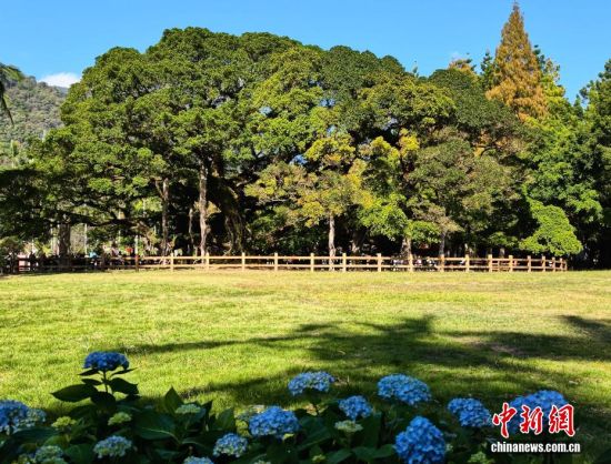 11月30日,公园内独木成林的“榕树王”。(无人机照片)中新社记者 张斌 摄 11月30日,公园内独木成林的“榕树王”。(无人机照片)中新社记者 张斌 摄