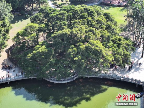 11月30日,航拍独木成林的“榕树王”。(无人机照片)中新社记者 张斌 摄 11月30日,航拍独木成林的“榕树王”。(无人机照片)中新社记者 张斌 摄