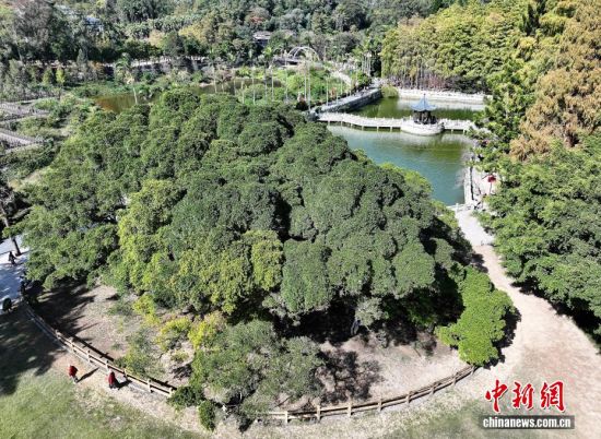 11月30日,航拍独木成林的“榕树王”。(无人机照片)中新社记者 张斌 摄 11月30日,航拍独木成林的“榕树王”。(无人机照片)中新社记者 张斌 摄